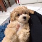 Rozko�n� �t���tka Maltipoo na prodej
