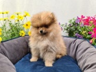 Mal� n�meck� �pic/pomeranian ke kryt�