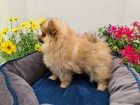 Mal� n�meck� �pic/pomeranian ke kryt�
