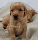 3 kr�sn� �t��ata zlat�ho retr�vra hledaj�c� sv� nav�dy domovy