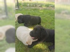 Labrador Retriever s PP (�t�n�)