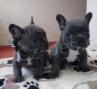 �t��ata francouzsk�ho buldoka plemeno: Francouzsk� buldo�ek 08.08. 2021 - 16:08:21 D�v�m ven N� rodinn� mazl��ek Chi Chi porodil osm