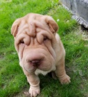 2 Shar Pei �t��ata k dispozici kontakt pro v�ce informac� a obr�zk�