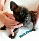 Francouzsk� buldo�ek s PP FCI