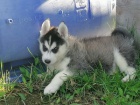 �istokrevn� Husky �t��ata s PP