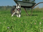 �istokrevn� Husky �t��ata s PP
