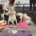 �t��ata dalmatin� pro v�s nyn�