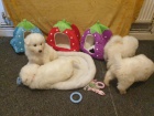 ڞasn� Samoyed �t��ata