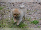 N�meck� �pic trpasli�� / pomeranian s PP 