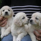 �t��ata zlat�ho retr�vra