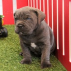 Rozko�n� �t���tka na prodej.