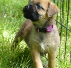 �t��ata Border Terrier k dispozici