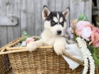 �t��ata sibi�sk� husky k dispozici