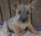 �t��ata Norwich Terrier k dispozici