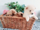 �t��ata rasy Pomeranian (Pom�k) / �pic