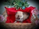 �t��ata rasy Pomeranian (Pom�k) / �pic