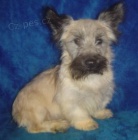 �t��ata Americk� Skye teri�r k dispozici