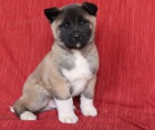 �t��ata Akita inu k dispozici