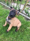 Prod�m �t��ata belgick�ch malinois 
