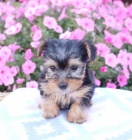 Prod�m �t��ata Jork��rsk� teri�r