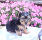 Prod�m �t��ata Jork��rsk� teri�r