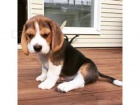 �istokrevn� ��asn� �t��ata Beagle.