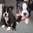 Bostonsk� teri�r `�t��ata