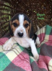N�dhern� Beagle �t��ata