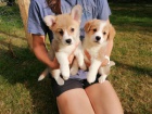 �t��ata Pembrokeshire Corgi