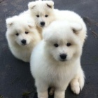 Na prodej 6 kr�sn�ch samojed�