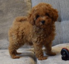 2 mini pudlov� �t���tka k adopci