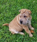 2 Shar Pei �t��ata k dispozici kontakt pro v�ce informac� a obr�zk�