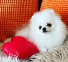 Kr�sn� N�meck� �pic trpasli��~pomerian s PP