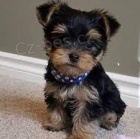 Kr�sn� �istokrevn� �t���tka Yorkie