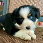 prodej �t��at australsk�ho ov��ka