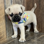 Prod�m kr�sn� b�ov� pejska a fenku mopsl�ka