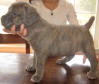 Prod�m zdrav� a hygienicky nez�vadn� �t��ata Cane Corso.