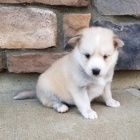 Kr�sn� psy Pomsky na prodej