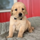 na prodej �t��ata zlat�ho retr�vra.