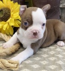 Prod�m �t��ata bostonsk�ho teri�ra.