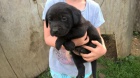 Labradorsk� retriever bez PP