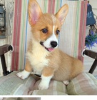 Rozko�n� �t���tka jsou p�ipravena k prodeji.