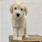 Rozko�n� �t���tka jsou p�ipravena k prodeji.