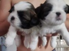Rozko�n� �t��ata shih tzu
