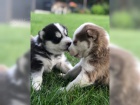 Kr�sn� Sibi�sk� husky