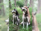 Kr�sn� Sibi�sk� husky