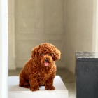 Kr�sn� �t�n� pudla na prodej