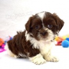 ADORABLE Teeny Tiny �MaltiTzu� n�vrh��sk� plemena CKC Pups