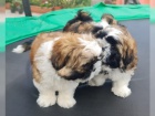 Fantastick� Shih-Tzu �t��ata bez PP