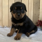 �t��ata rotvajlera na prodej.